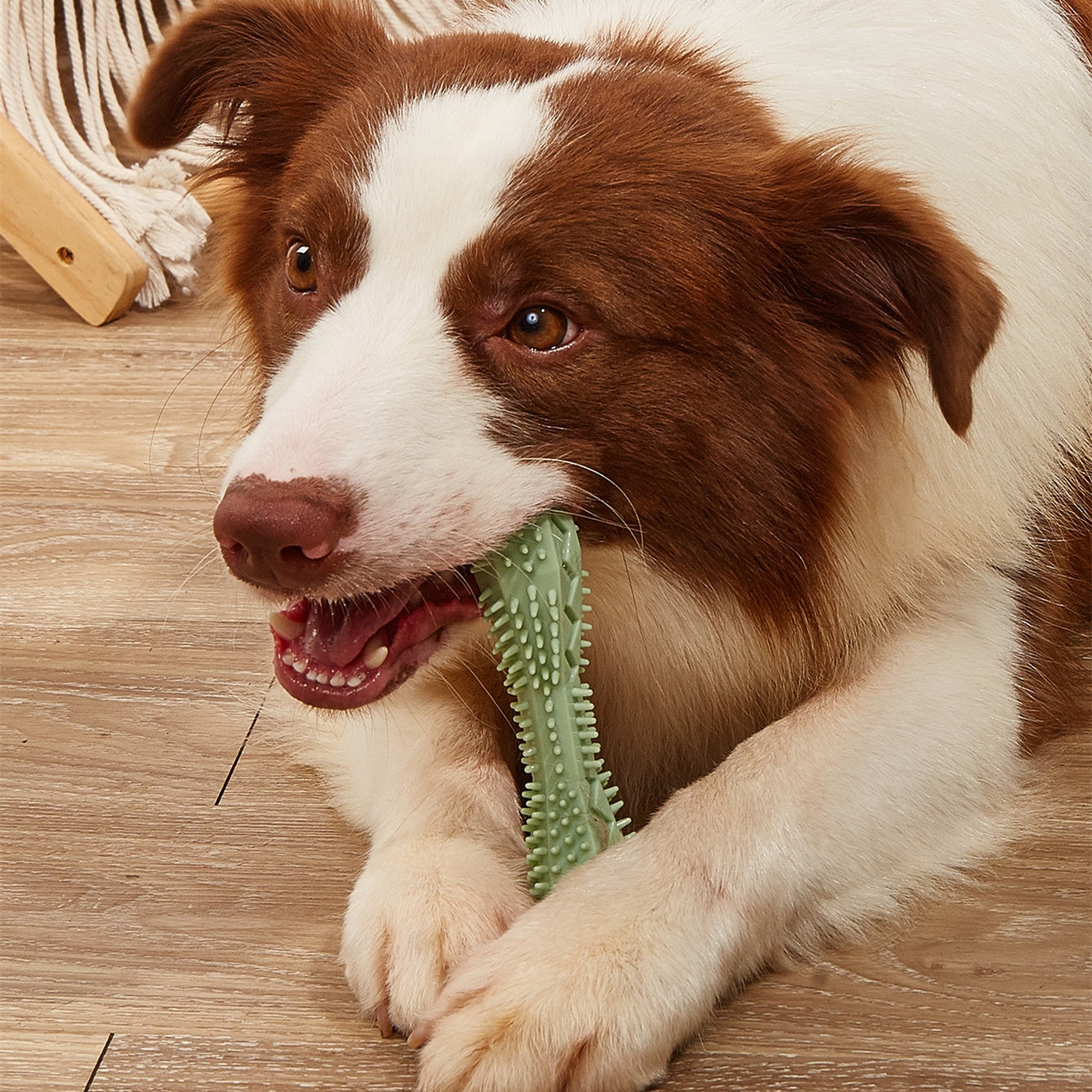 Hund kaut auf einem Zahnpflege-Kauspielzeug