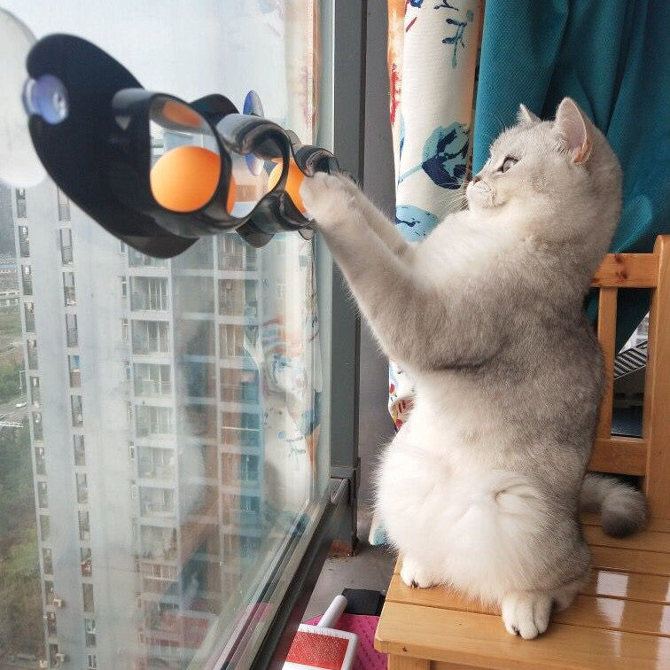 Katze spielt mit einem am Fenster befestigten Katzenspielzeug