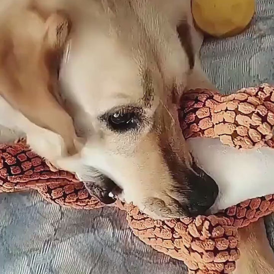 Hund kaut auf einem Dinosaurier-Kauspielzeug