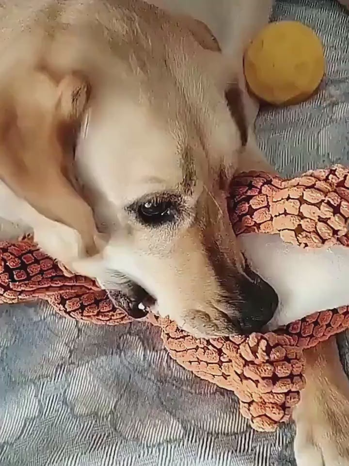 Hund kaut auf einem Dinosaurier-Kauspielzeug