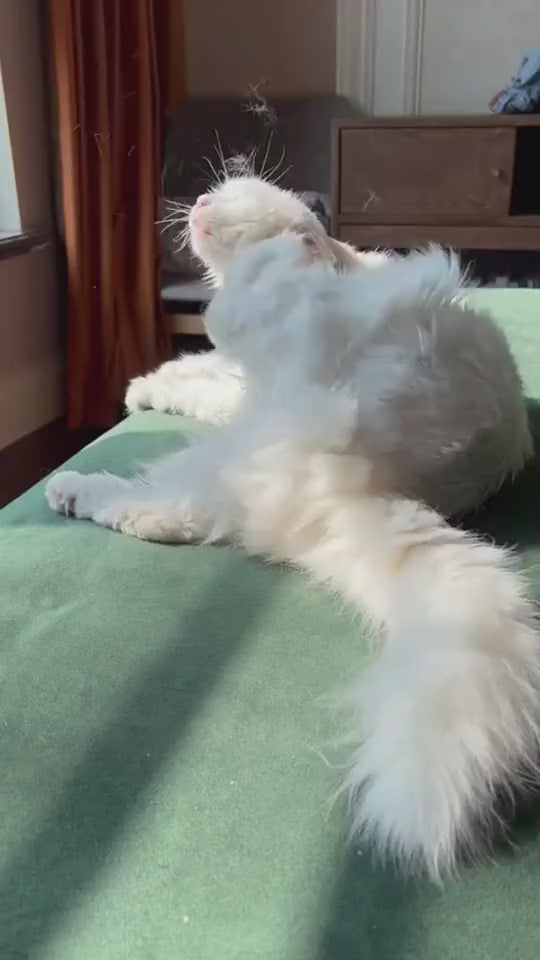 Anwendung des selbstreinigenden Fellkamms bei einer Katze