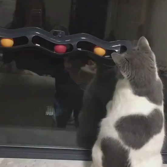 Anwendung des Fensterbrett-Spielzeugs mit Katze