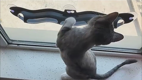 Fensterbrett-Spielzeug für Katzen in der Anwendung